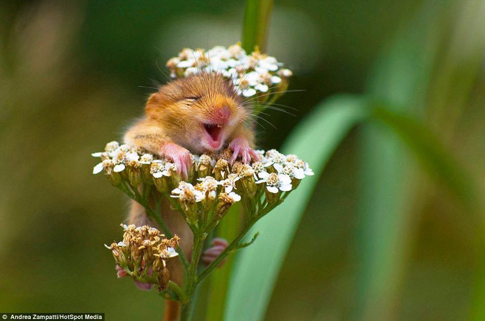 HAMster Antenna Photos